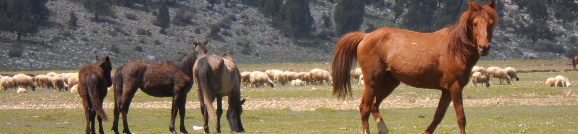 Ormana Köyü, “En İyi Turizm Köyü” Seçildi: Yörük Köyü de İyileştirme Programına Dahil Oldu