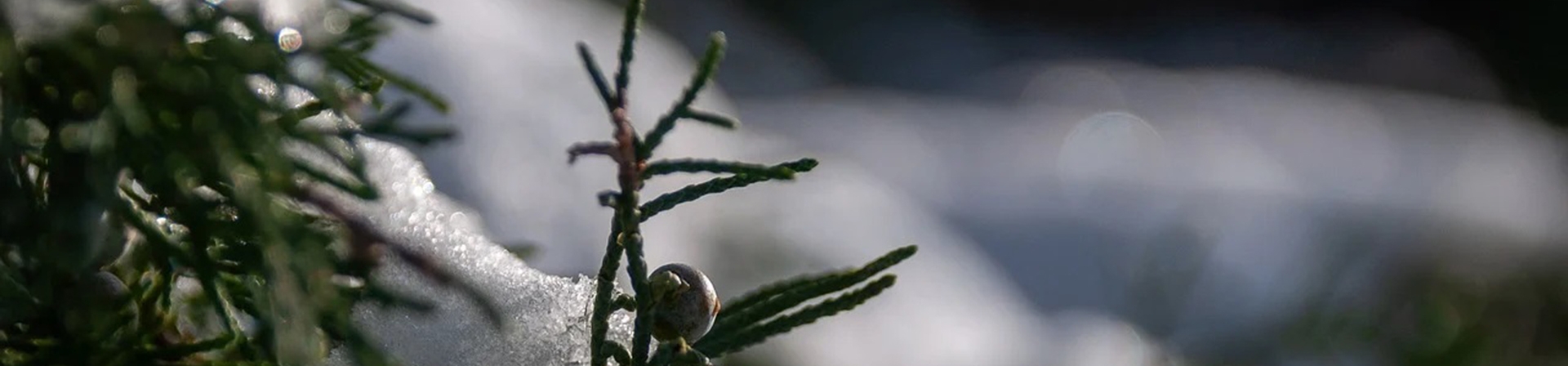 Kışın Doğayı Keşfedin: Ücretsiz E-Kitap ile Ağaç ve Çalıları Tanıyın!