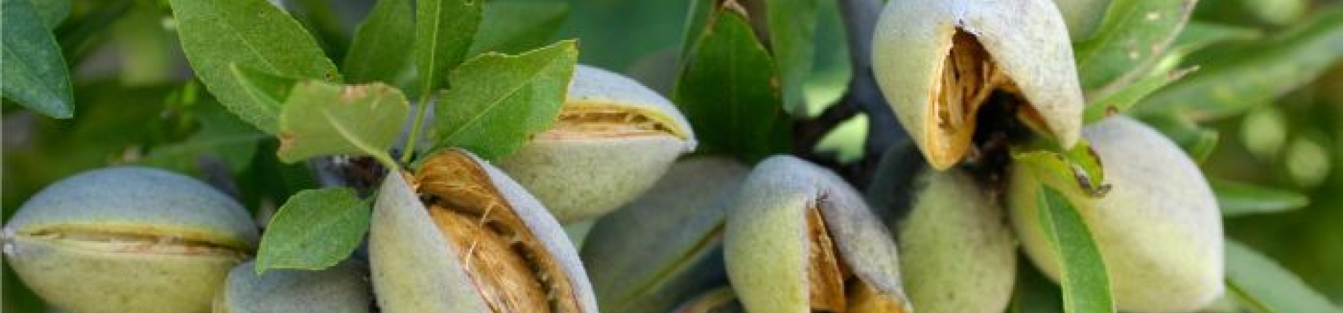 Badem (Prunus dulcis)