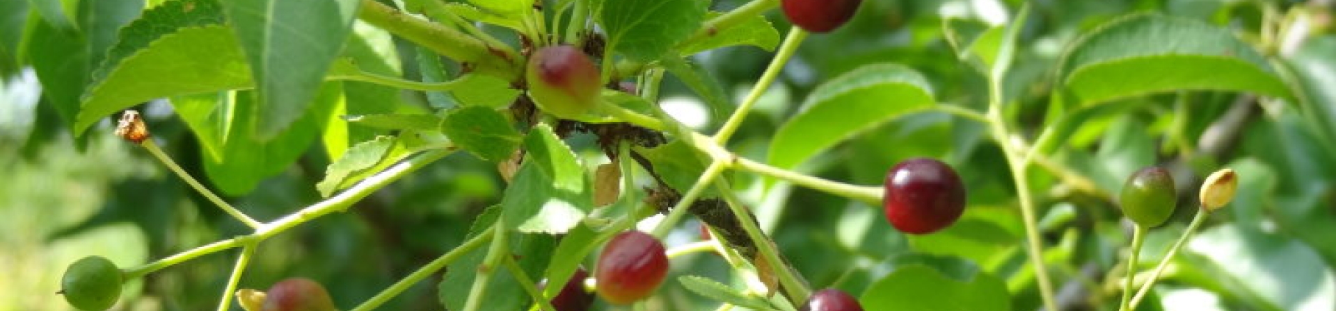 Mahlep (Prunus mahaleb)