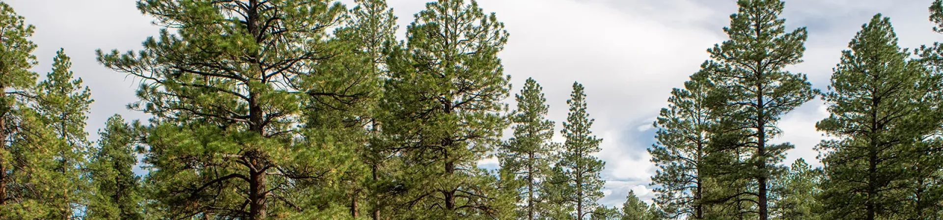 Kent dokusunda kültürle buluşan ağaçlar