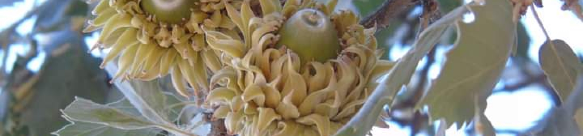 Anadolu Palamut Meşesi (Quercus ithaburensis DECNE. Subsp. Macrolepis (Kotschy) Hedge & Yalt.)