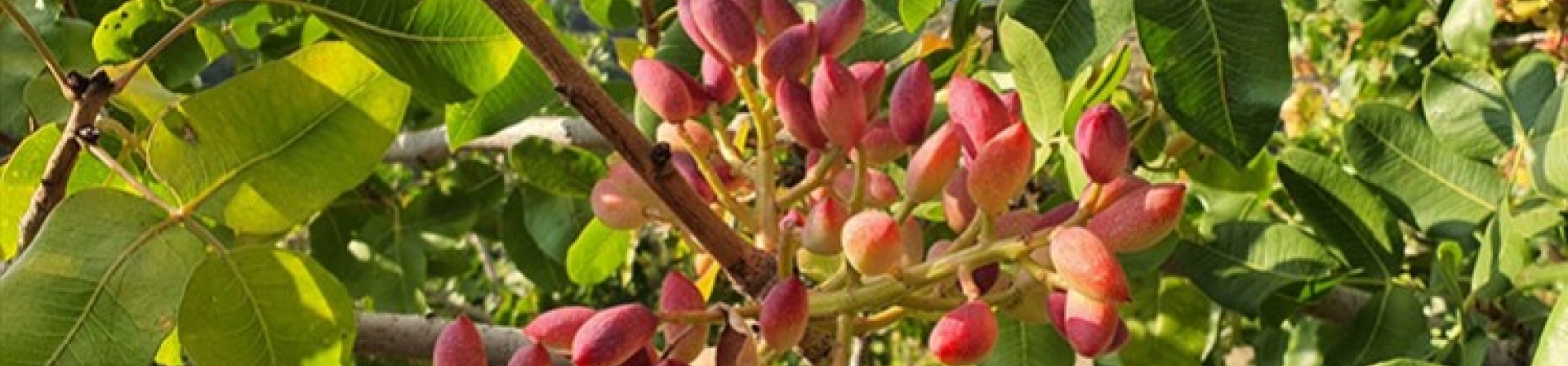 Antep Fıstığı (Pistacia vera)