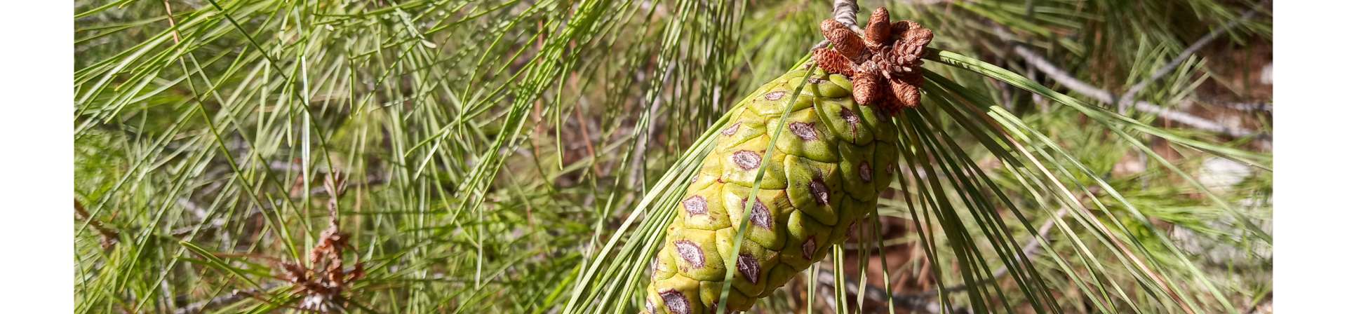 Kızılçam (Pinus brutia)