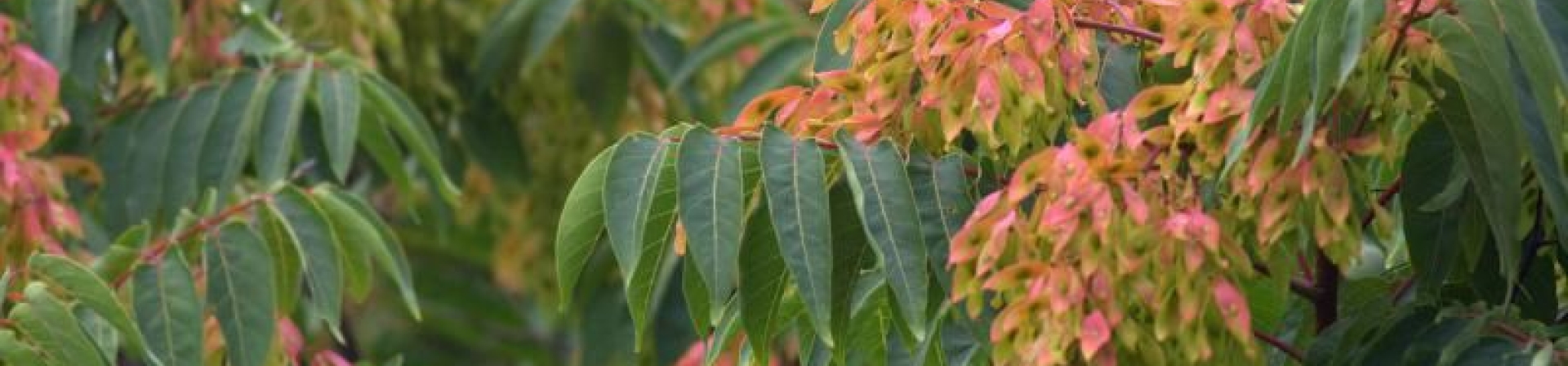 Kokarağaç / Cennet ağacı (Ailanthus altissima)