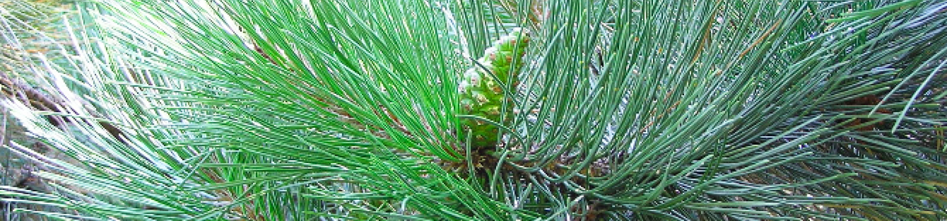 Sahil Çamı (Pinus pinaster Aiton.)