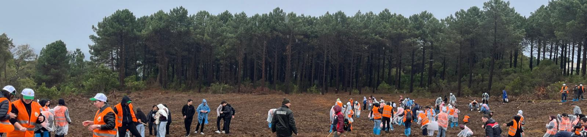 Bir yılda 116 bin fidan dikildi