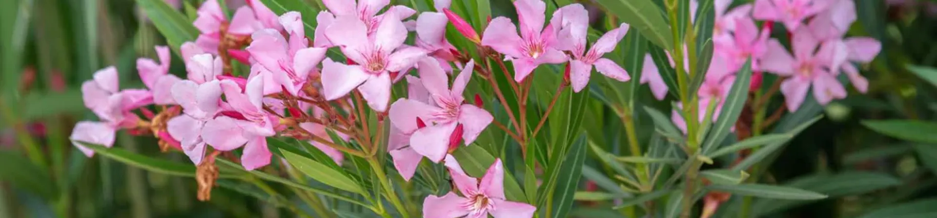Zakkum (Nerium oleander L.)