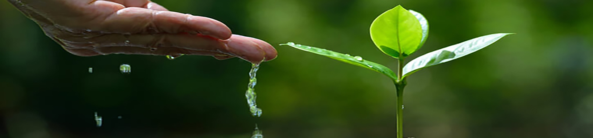 Yanan alanlarda fidan dikiminde acele edilmemeli