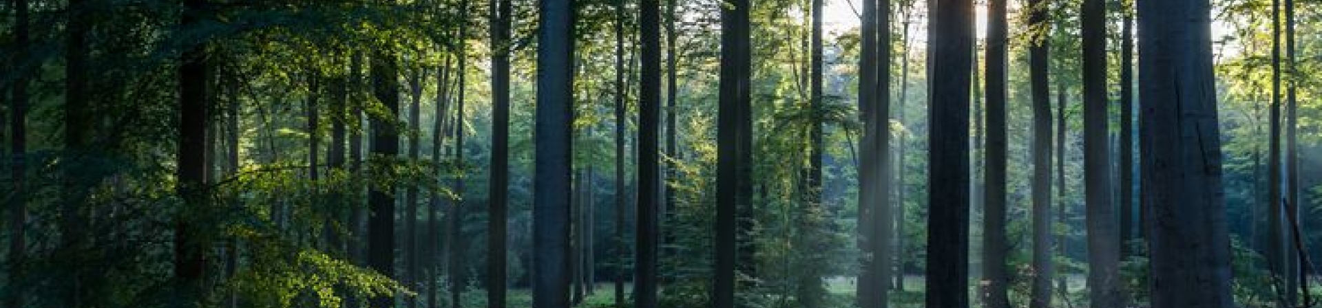 Ormanlarımızdaki dumansız yangın!