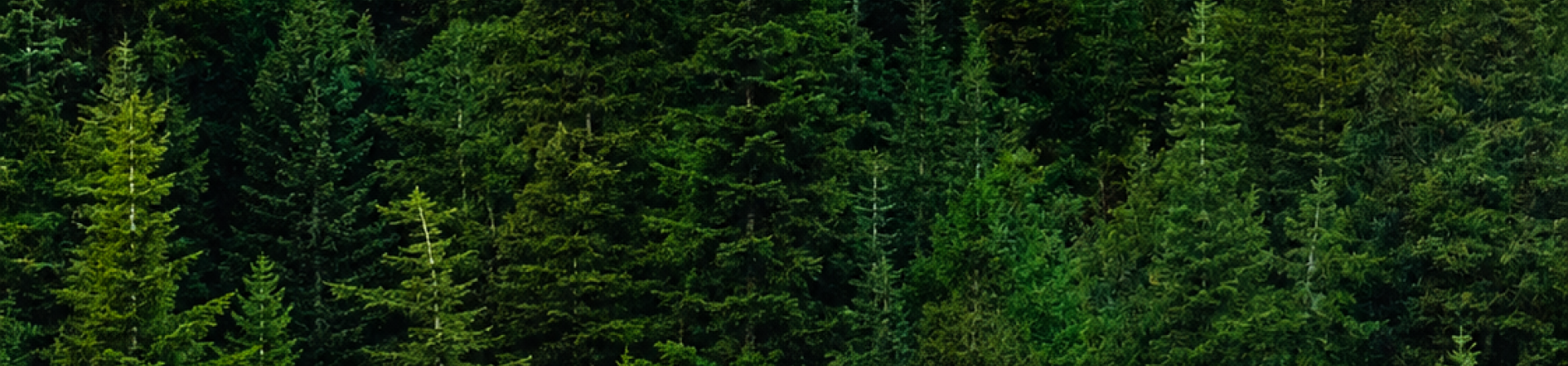 Banner Görseli