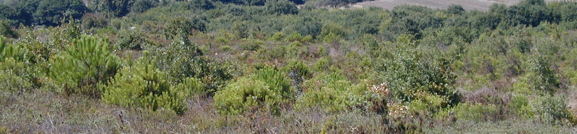 Çatalca / Subaşı - 1995