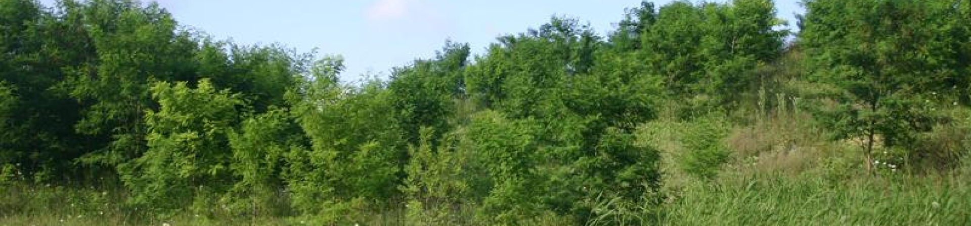 Çatalca / Akalan - 1999