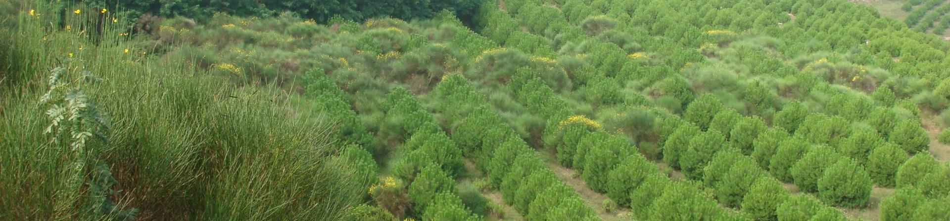 İstanbul / Kısırkaya - 2004