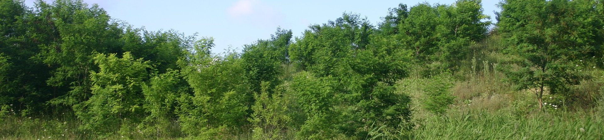 Çatalca / Binkılıç - 2001