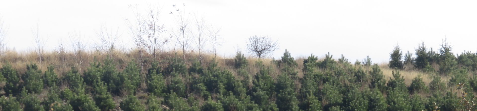 İzmir / Ödemiş, Bozdağ - 2015