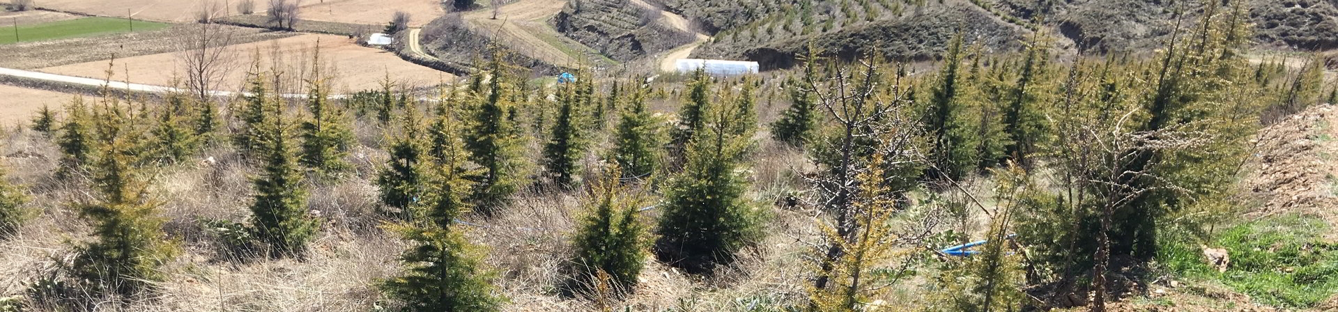 İzmir / Ödemiş, Bozdağ - 2017