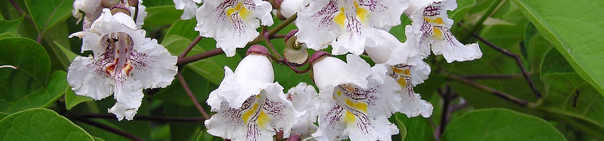 Katalpa (Catalpa bignonioides Walter)
