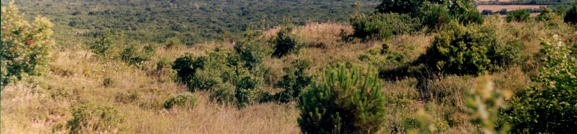 Çatalca / Gökçeali - 2002