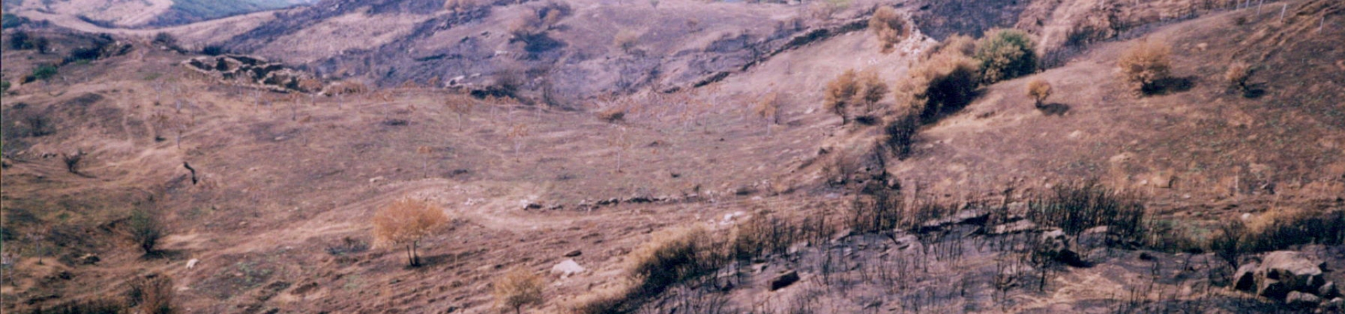 Bursa / Çalı - 1996