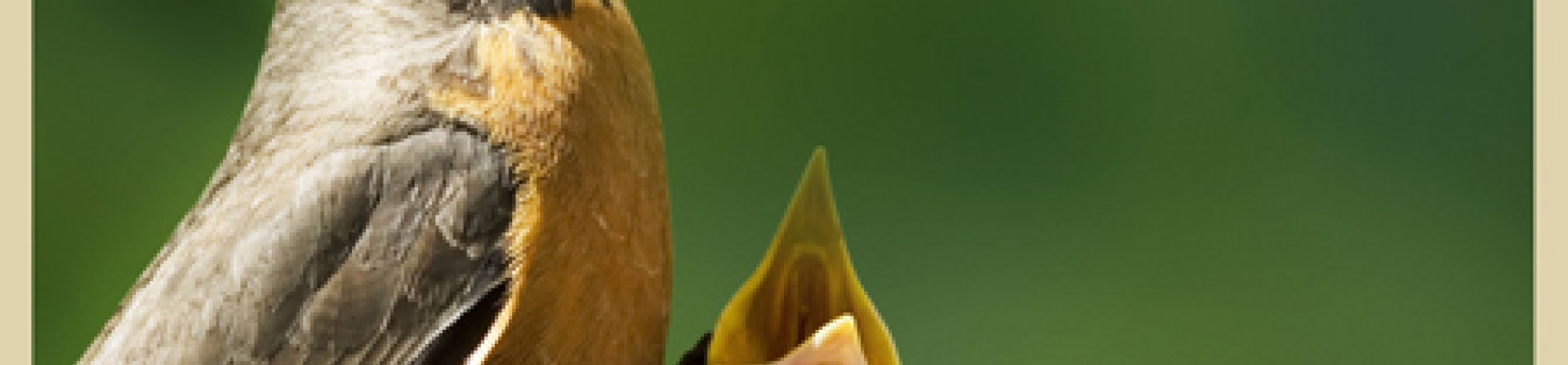 Tabiat anamızın da anneler günü kutlu olsun