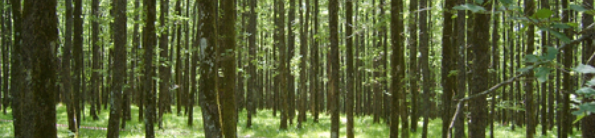 "Bir milyar yeşil tedbir"