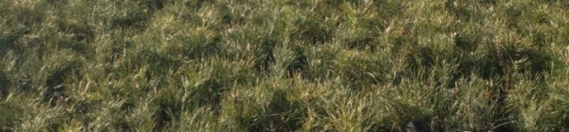 Bozdağ'da 350 bin fidan büyüyor