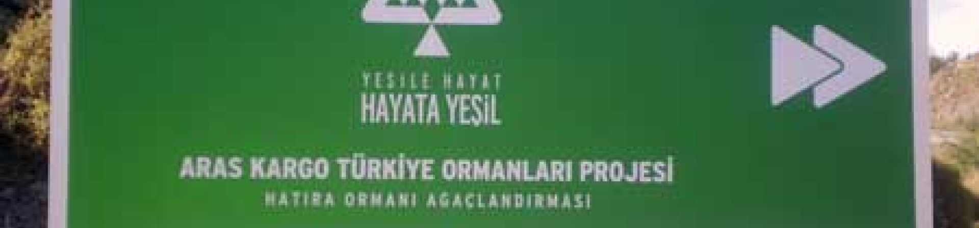 Seferihisar'da Yanan Alanlar Ağaçlandırılıyor