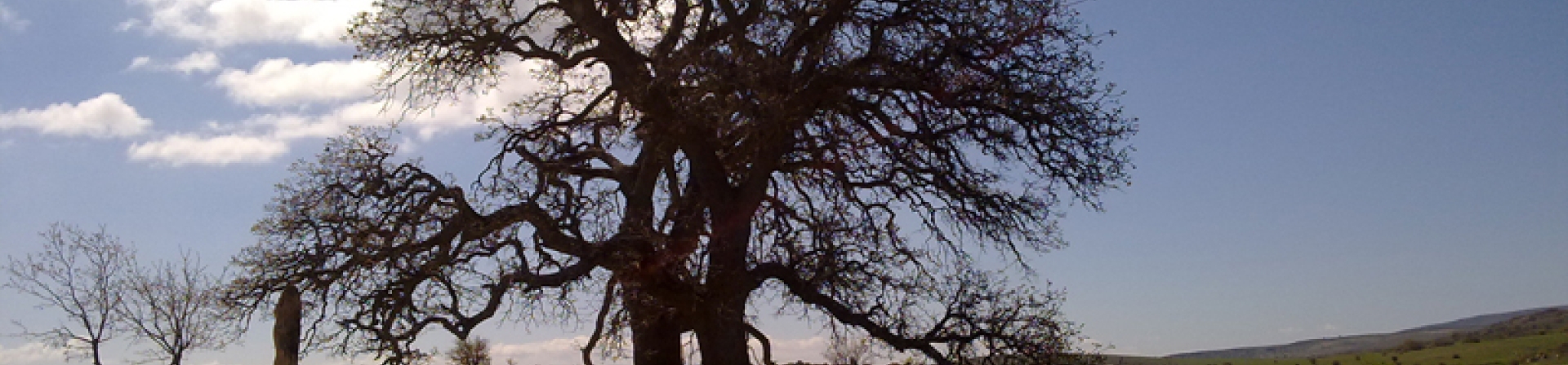 Kaya mezarları ve yüzlerce yıllık sakız ağaçlarıyla tarihi bir köy