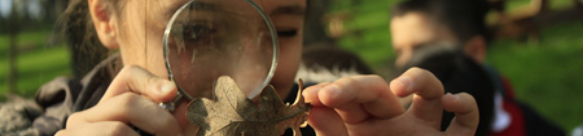 İstanbul'un Ağaçları, İstanbul'u Anlatıyor