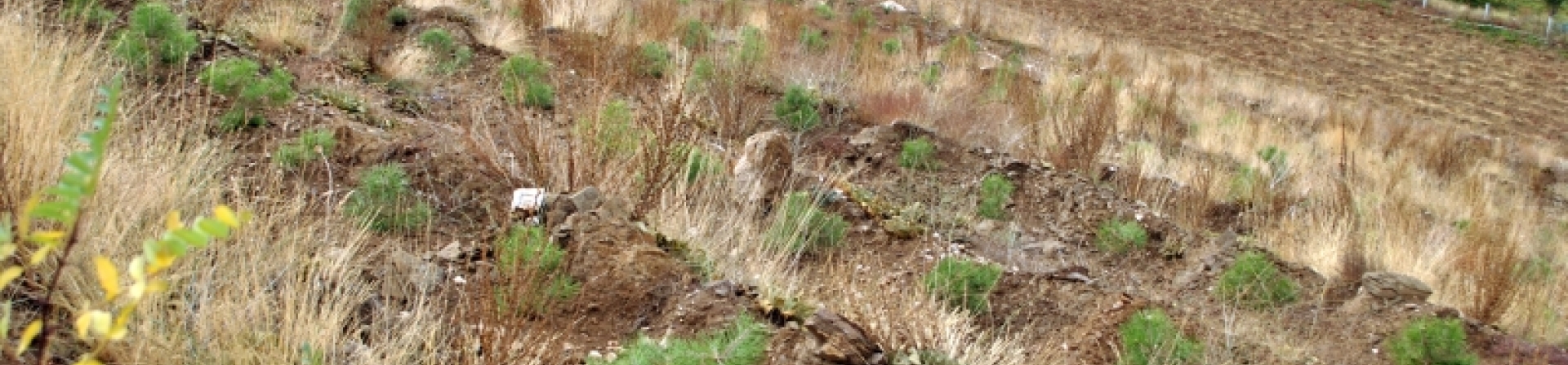 7 Ağaç Ormanları Ödemiş’te bir gün