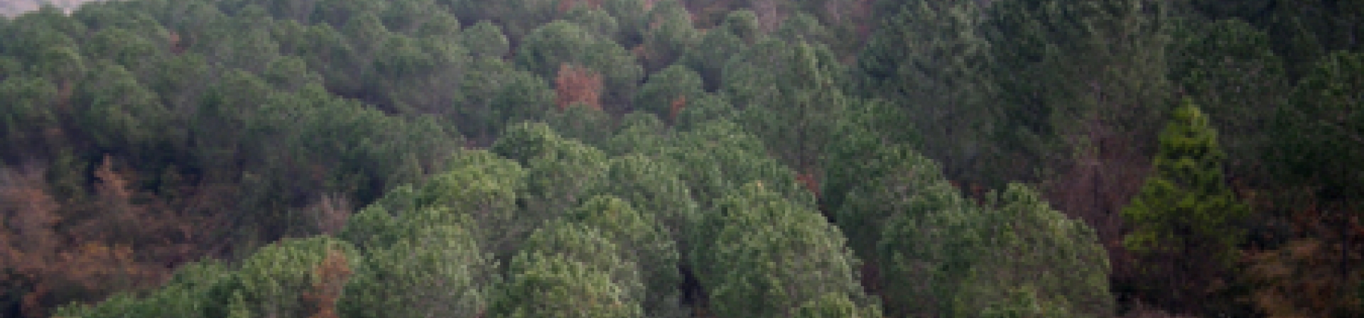 Çatalca Durusu'daki 7 Ağaç Ormanlarını Ziyaret Ettik