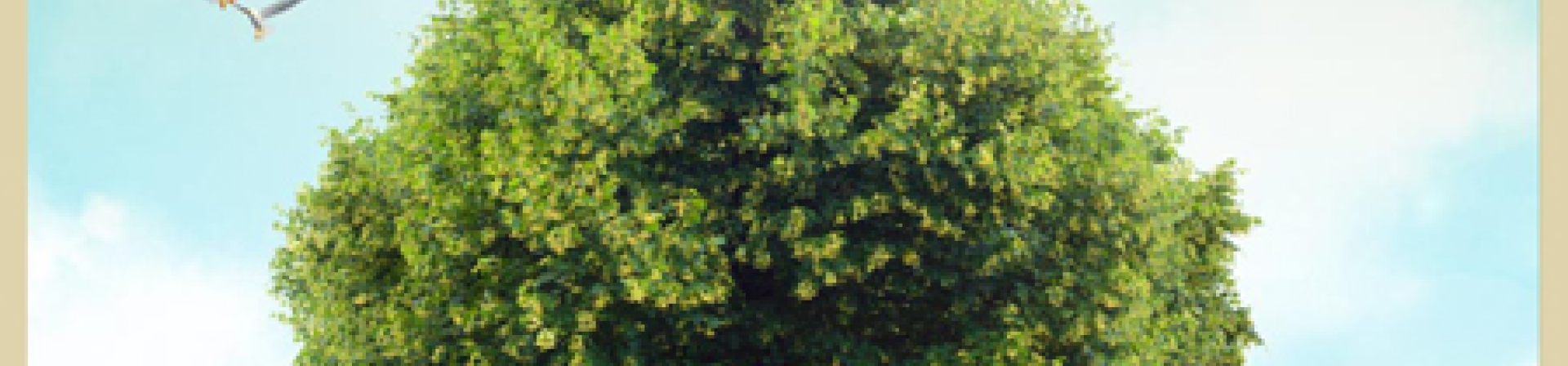 7 Ağaç Ormanlarından Sevgililer Günü Mesajı