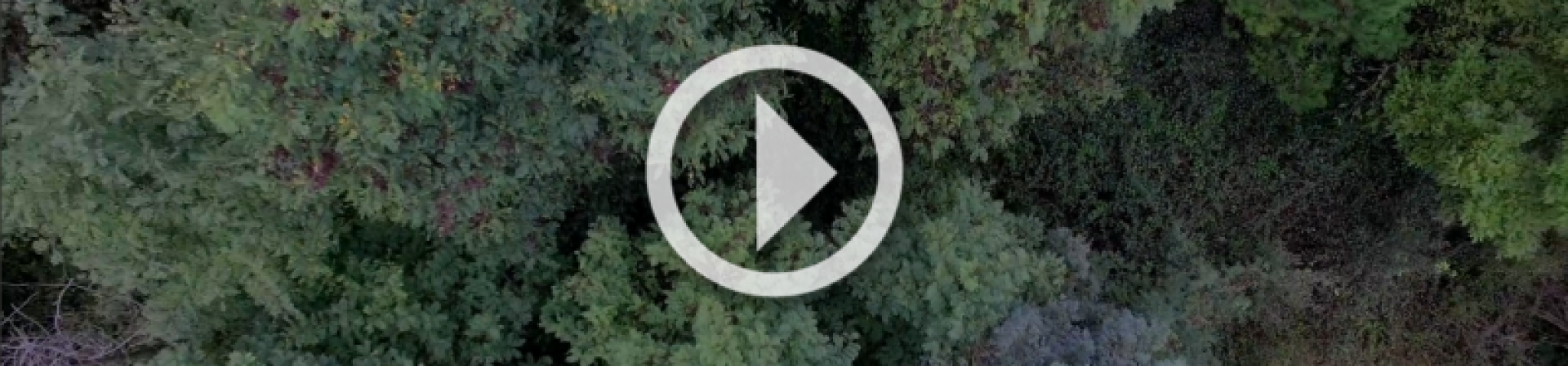 Bir ormanımız daha olsun diyorsan!