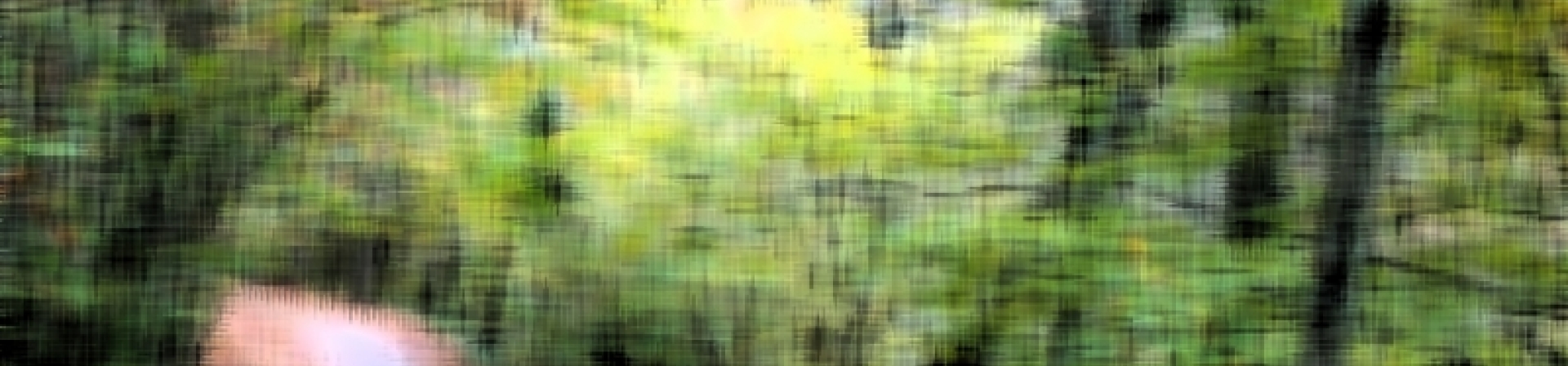 Belgrad Ormanı'yla vedalaşın!