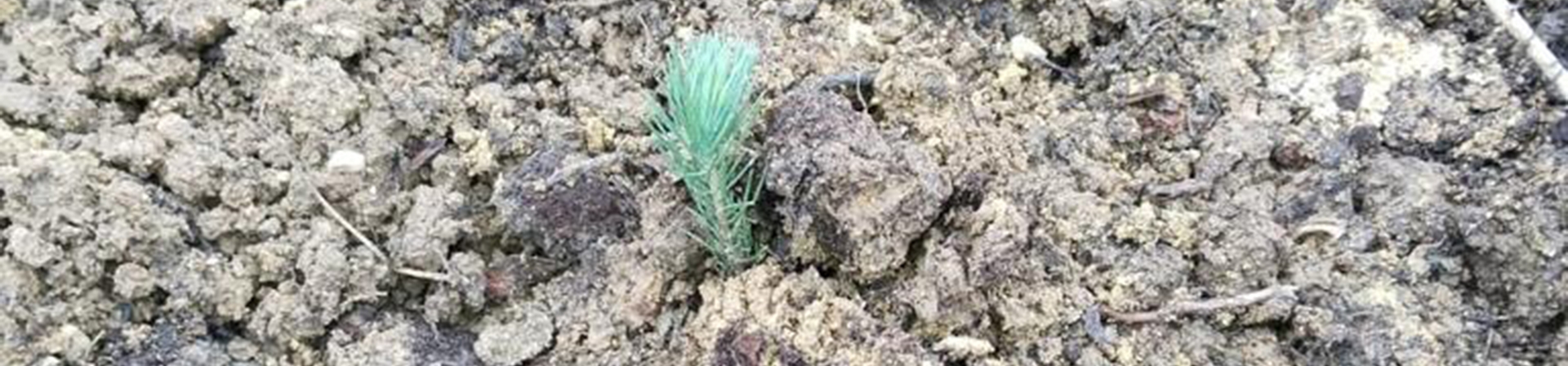 ÇEKÜL 7 Ağaç Ormanlarına 50 Bin Fidan