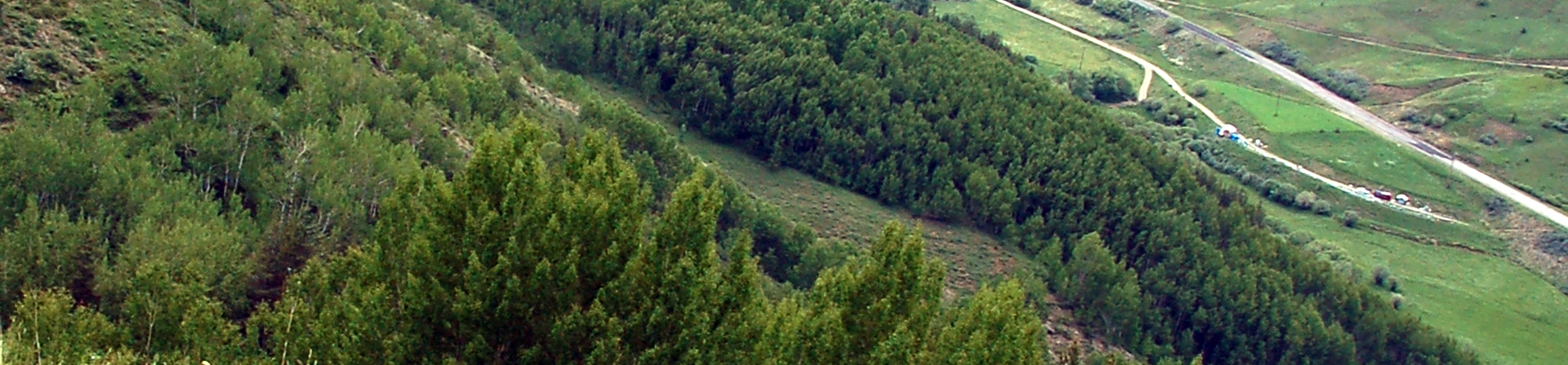 Değiştirilen Orman Kanunu Ne Anlatıyor?