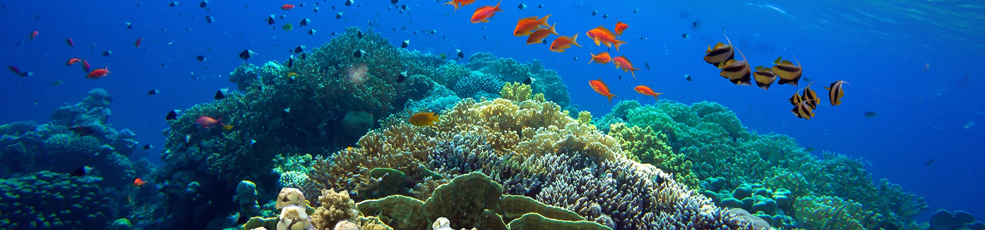 Dünya Çevre Günü: “Ekosistem Onarımı ve Yenilenmesi”