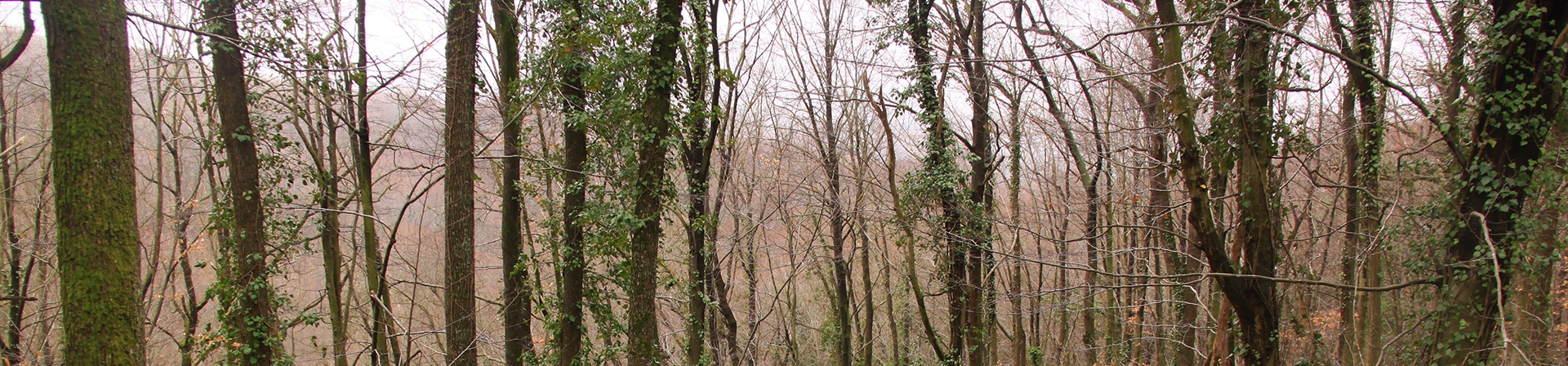 Banner Görseli