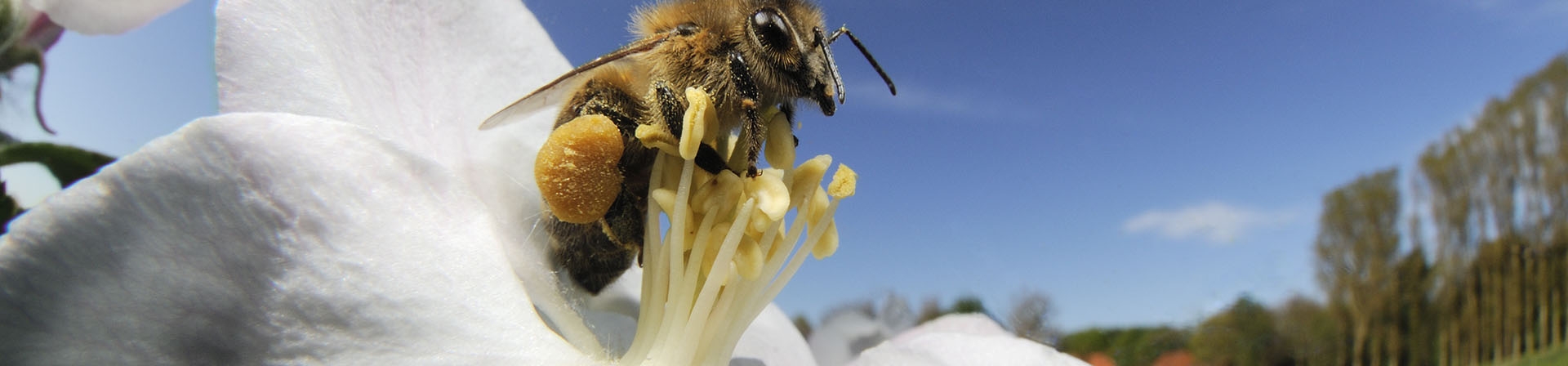 Hepimiz Aynı Kovandayız!