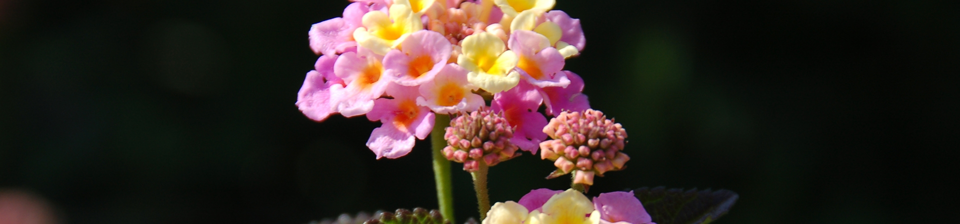 İklim Değişikliği, Biyolojik Çeşitlilik Kaybı ve Yangınlar