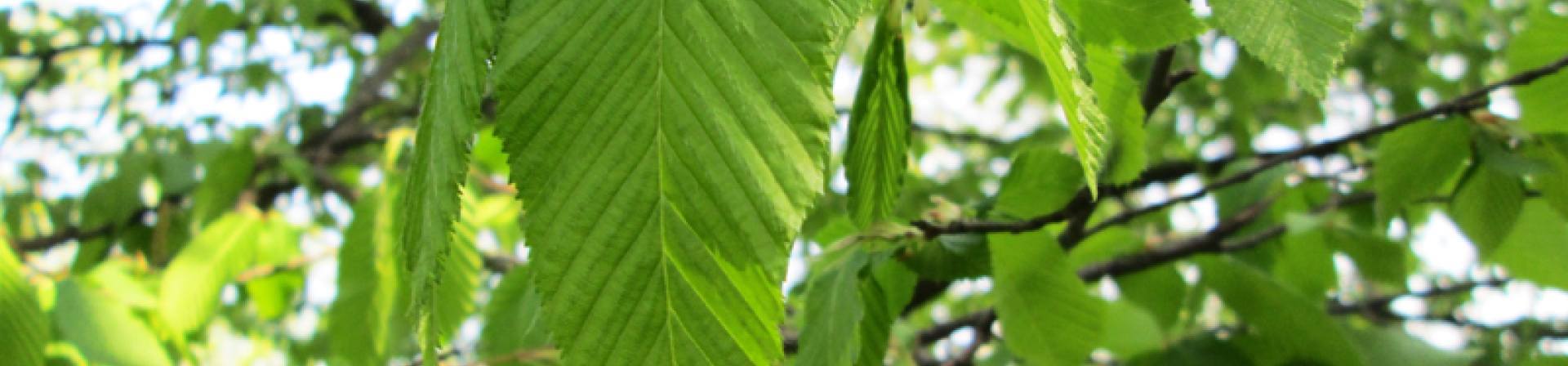 Ağaçlar İstanbul'u anlatıyor
