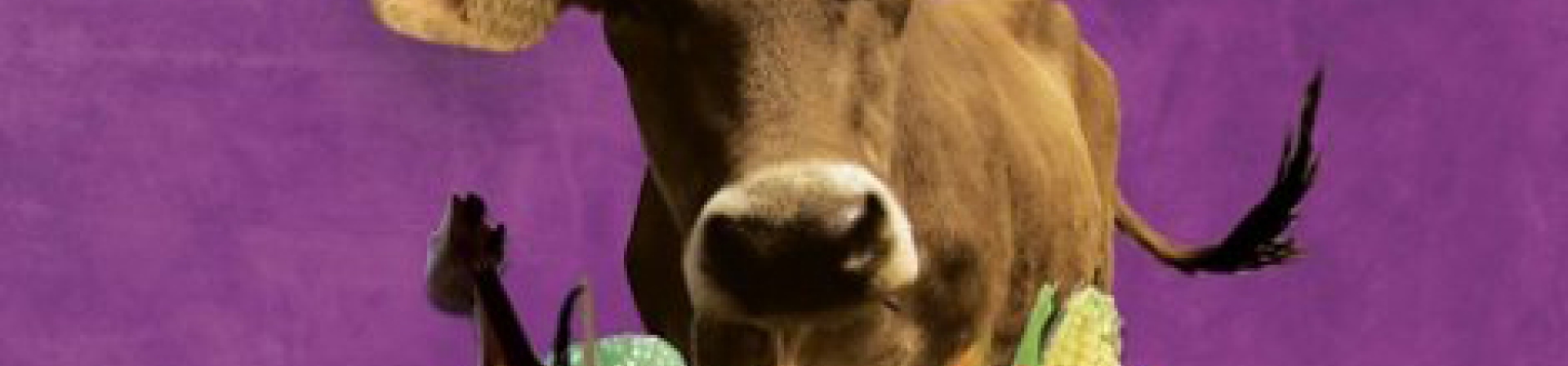 Doğu Karadeniz'de gezgin bir festival