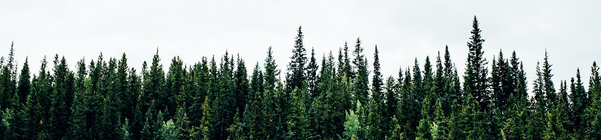 Kurumların Sorumluluğu Ormanları Büyütüyor! 