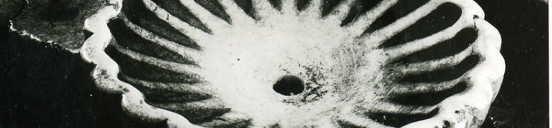 Zaman ve Belgelerle Mecitözü