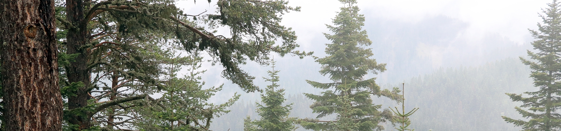 Manavgat Orman Yangını Raporu