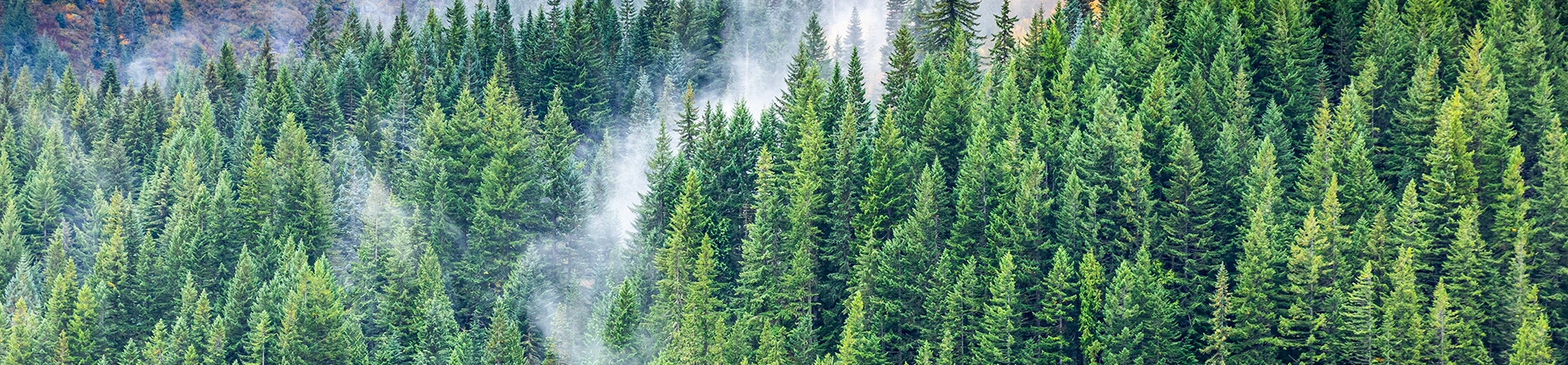 ÖNEMLİ DUYURU: ÇEKÜL 7 Ağaç Ormanları