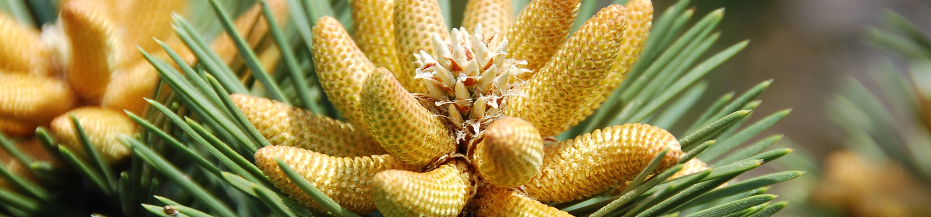 Orman Yangınları ve Sorumluluklarımız