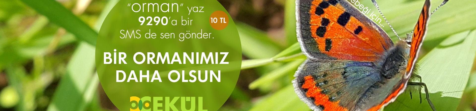 Bir Ormanımız Daha Olsun!