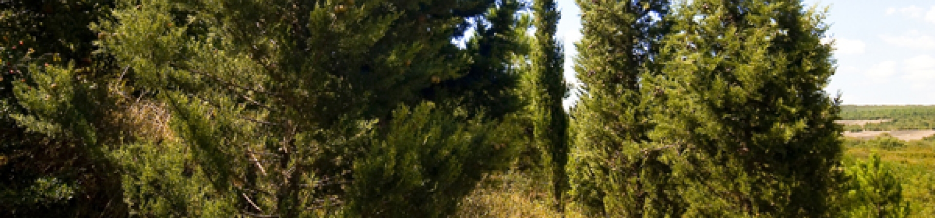 Evlenirken bir ormana hayat verdiler! 